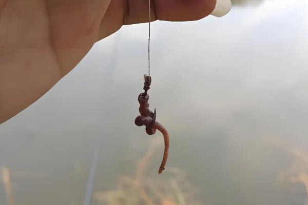 纯野钓是买台钓竿还是溪流竿，建议买便于携带的溪流竿