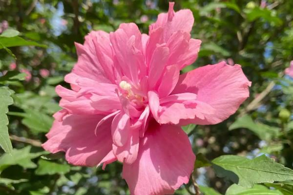 木槿花的外观，花萼呈钟形