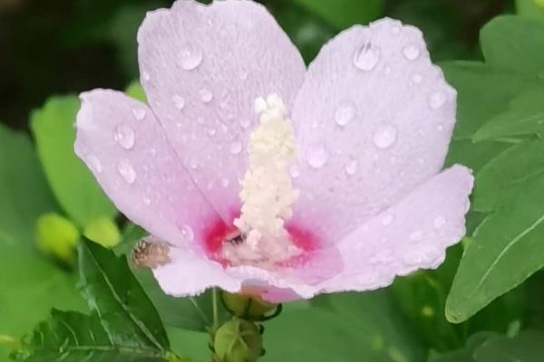 木槿花的外观，花萼呈钟形