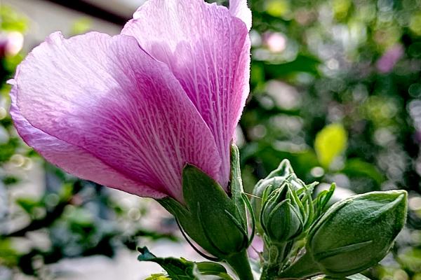 木槿花的外观，花萼呈钟形