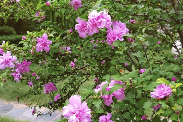 木槿花的外观，花萼呈钟形