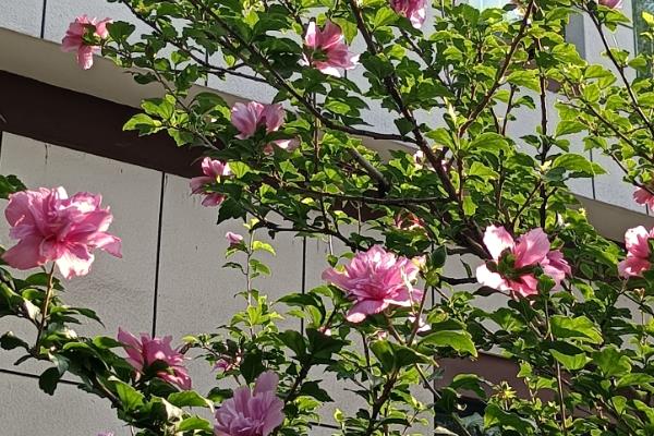 木槿花的外观，花萼呈钟形