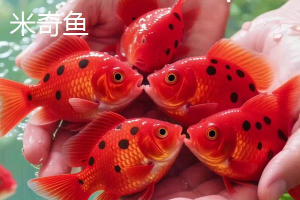 米奇鱼和孔雀鱼哪个好养,孔雀鱼的饲养难度低