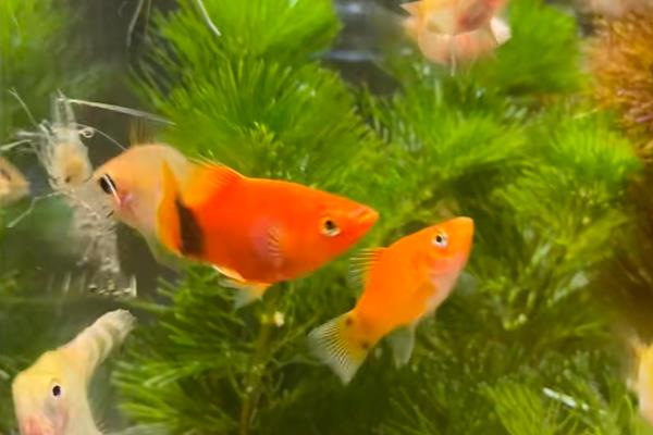 米奇鱼和孔雀鱼哪个好养,孔雀鱼的饲养难度低