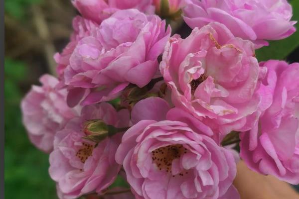 野玫瑰有什么花语，代表爱的誓言、纯洁的爱、浪漫热恋等含义