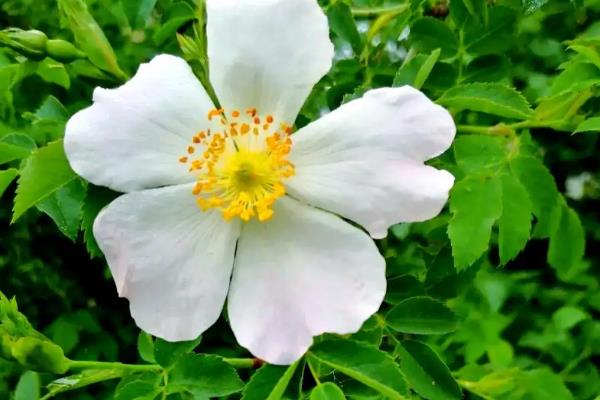 野玫瑰有什么花语，代表爱的誓言、纯洁的爱、浪漫热恋等含义