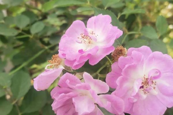 野玫瑰有什么花语，代表爱的誓言、纯洁的爱、浪漫热恋等含义