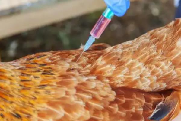 鸡感染大肠杆菌怎么办,症状明显可以注射卡那霉素等药物