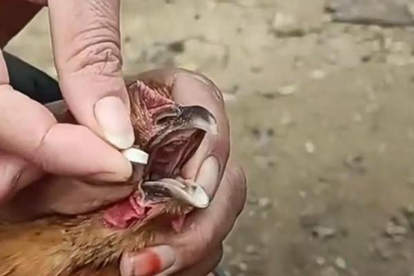 鸡感染大肠杆菌怎么办,症状明显可以注射卡那霉素等药物