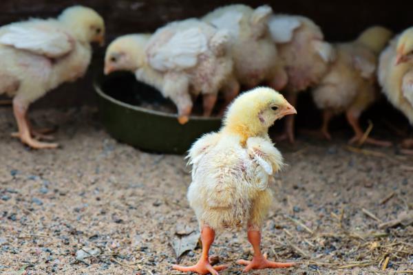鸡感染大肠杆菌怎么办,症状明显可以注射卡那霉素等药物