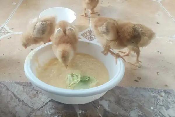 鸡感染大肠杆菌怎么办,症状明显可以注射卡那霉素等药物