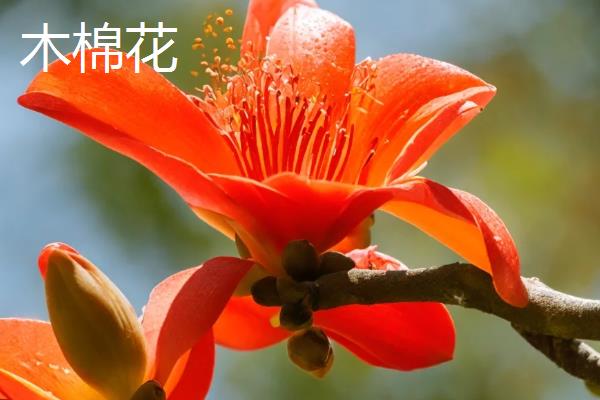木棉花和玉兰花的区别，其外形和叶片均不同