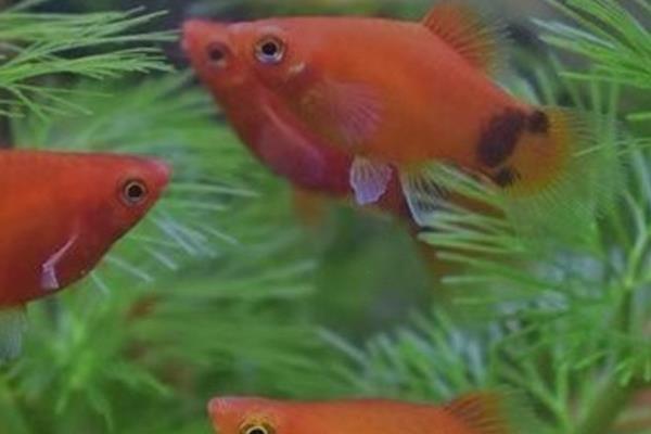 米奇鱼和孔雀鱼哪个好养,孔雀鱼的饲养难度低