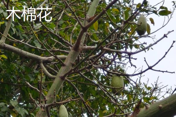 木棉花和玉兰花的区别，其外形和叶片均不同