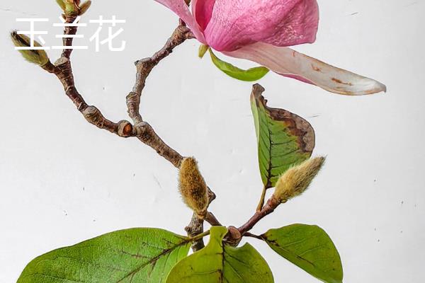 木棉花和玉兰花的区别，其外形和叶片均不同
