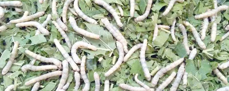 家蚕发育的时期,分为卵、幼虫、蛹和成虫