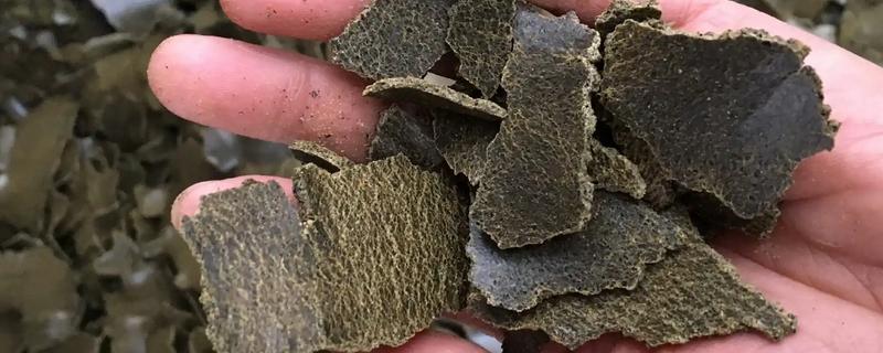 钓鱼用菜籽油饼打窝效果好吗,相对来说效果不错