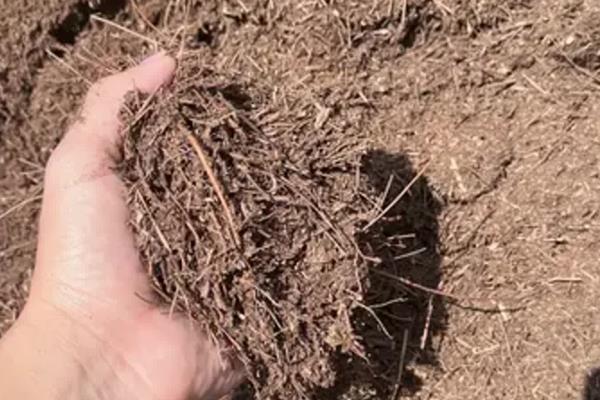假昙花怎么养殖,开花后可以更换新土