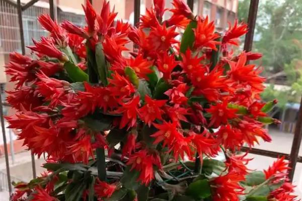 假昙花怎么养殖,开花后可以更换新土