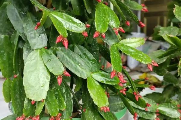 假昙花怎么养殖,开花后可以更换新土