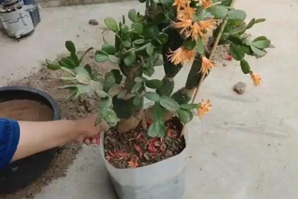 假昙花怎么养殖,开花后可以更换新土