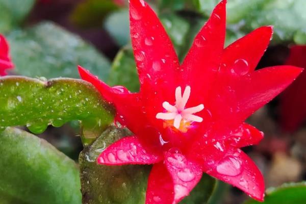假昙花怎么养殖,开花后可以更换新土