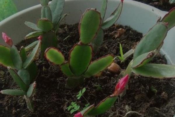 假昙花怎么养殖,开花后可以更换新土