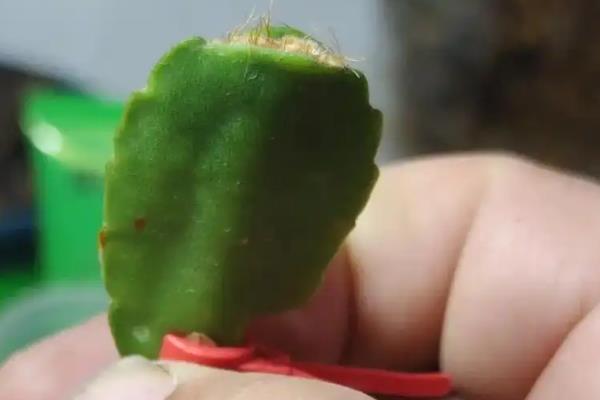 假昙花怎么养殖,开花后可以更换新土