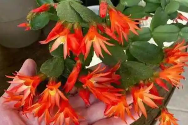假昙花怎么养殖,开花后可以更换新土