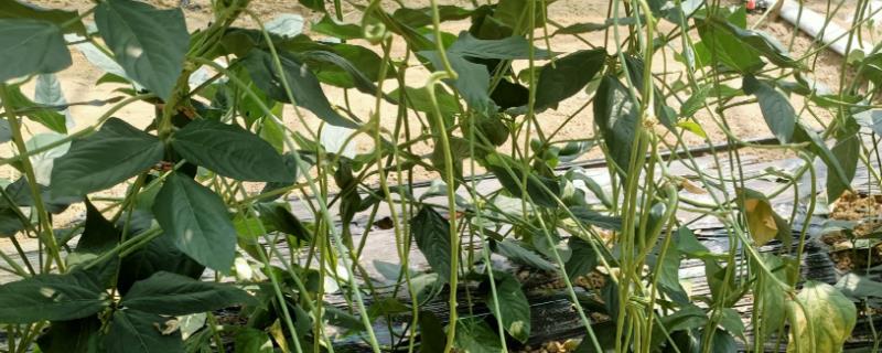 豆角如何种植,出苗后追施粪尿水