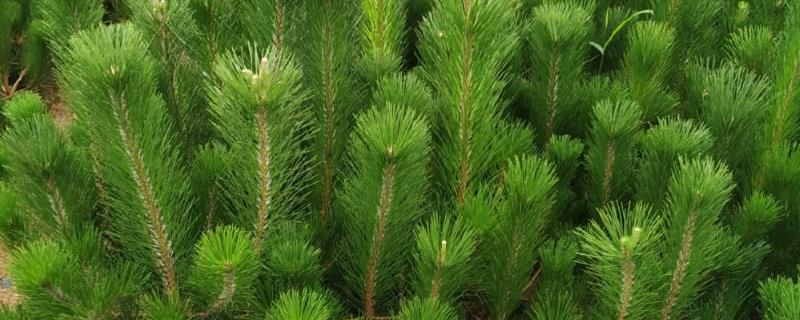黑松苗木哪里能买到,可以在苗木市场购买