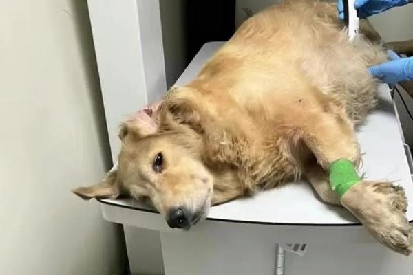狗狗胰腺炎的发病原因,可能是暴饮暴食所致