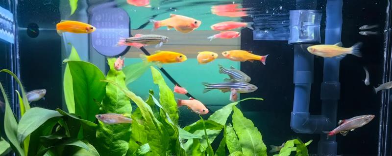 孔雀鱼需要氧气泵吗，一般情况下是不需要氧气泵的