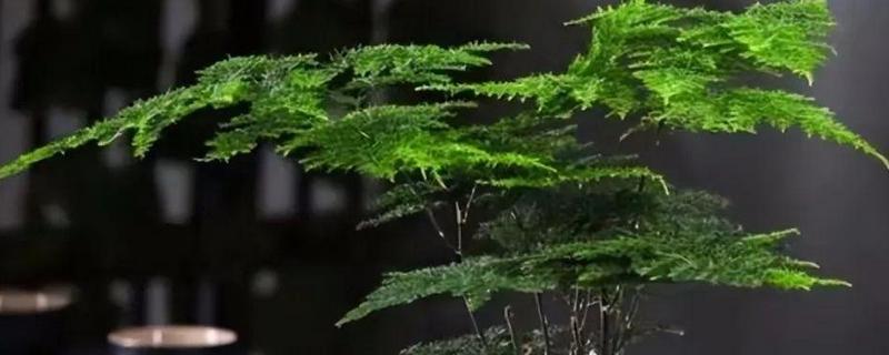 有哪些长不大的小盆栽,推荐云竹、姬月季等