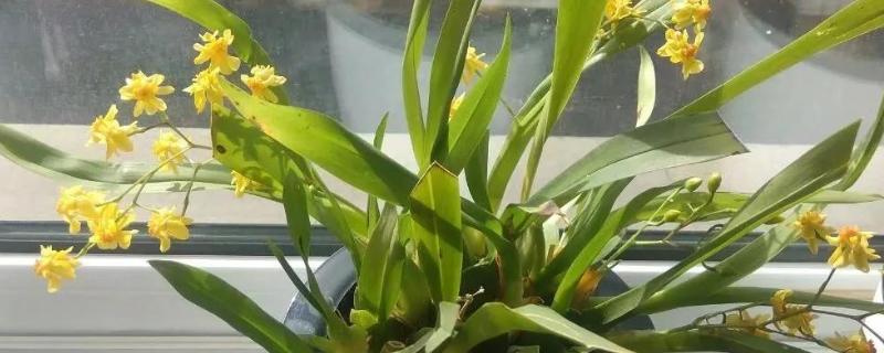 文心兰开花后鳞茎能剪掉吗,鳞茎不可以剪掉