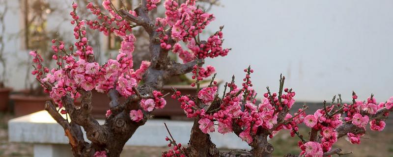 盆栽梅花怎么种植,上盆后经过3天再浇水