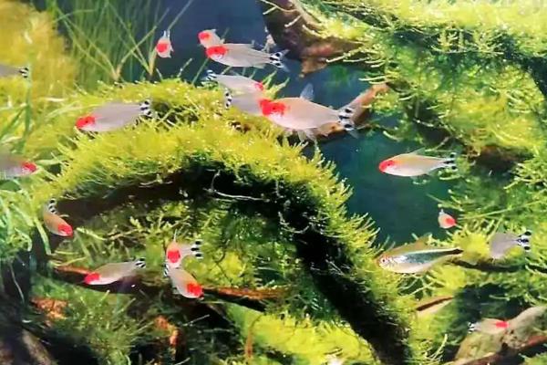 水草缸适合养哪些鱼，推荐灯科鱼、美人科等