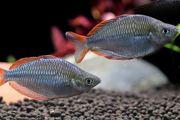 水草缸适合养哪些鱼，推荐灯科鱼、美人科等