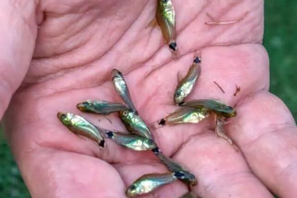 水草缸适合养哪些鱼，推荐灯科鱼、美人科等