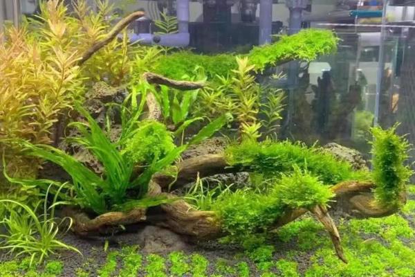 水草缸适合养哪些鱼，推荐灯科鱼、美人科等