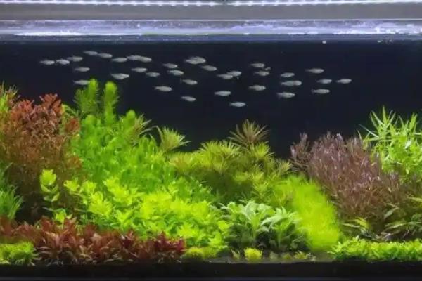 水草缸适合养哪些鱼，推荐灯科鱼、美人科等