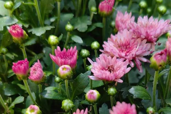 菊花的种类，常见的有夏菊、独本菊等