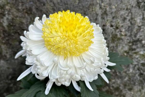 菊花的种类，常见的有夏菊、独本菊等