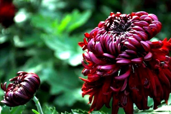 菊花的种类，常见的有夏菊、独本菊等