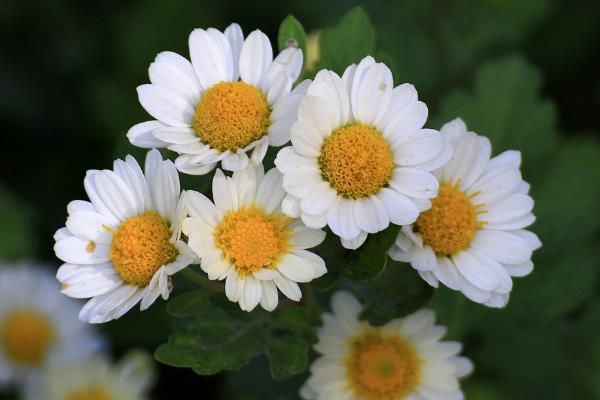菊花的种类，常见的有夏菊、独本菊等