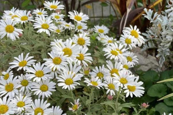 菊花的种类，常见的有夏菊、独本菊等