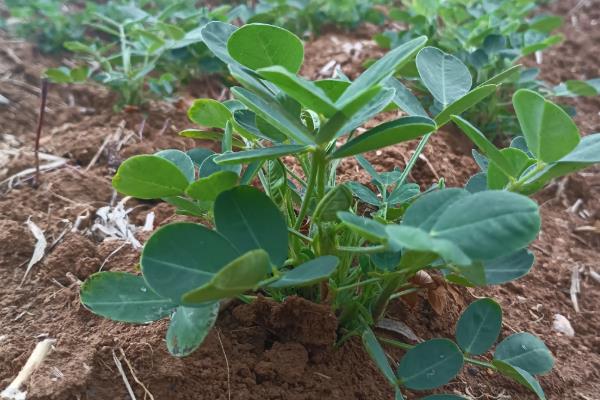 春花生在几月播种,在4-5月份播种