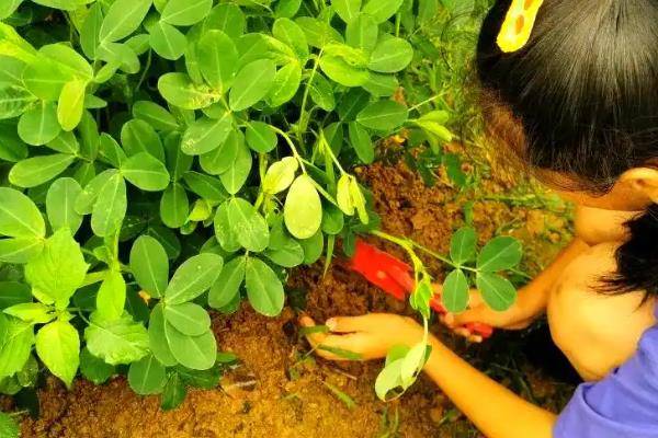 春花生在几月播种,在4-5月份播种