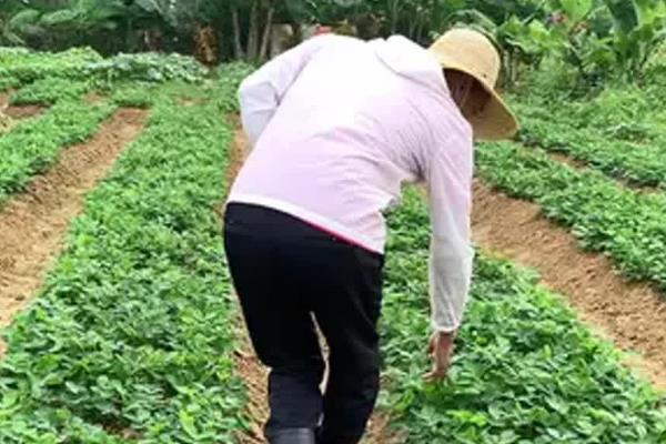 春花生在几月播种,在4-5月份播种