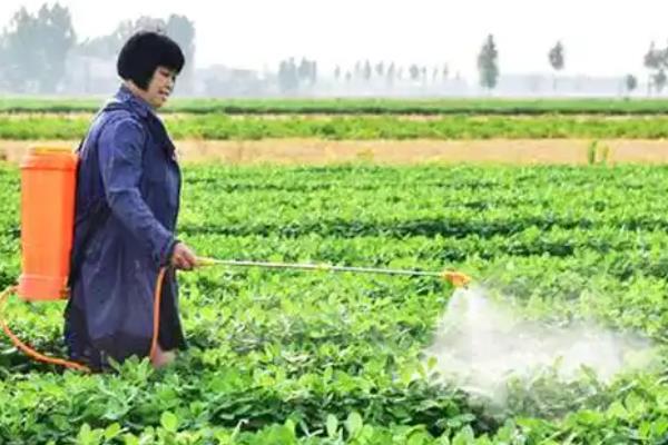 春花生在几月播种,在4-5月份播种